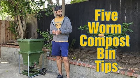 Worm Compost Bin Useful Tips | Hungry Bin