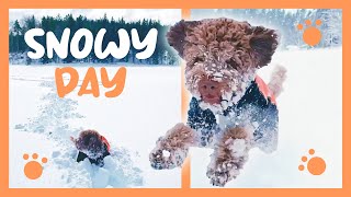 Having fun in the snow  Lagotto Romagnolo