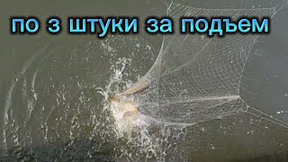Рыбалка на паук (подъёмник) за раз по 3 штуки весенний сазан перед икрамётом. Южная Корея