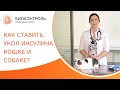 💉 Как правильно ставить укол инсулина коту и собаке? Как сделать укол инсулина коту и собаке. 18+