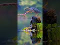 Beautiful Nasheedвќ рџЋ Ш ЩѓШіШЁЩ Щ Ш ШіШЄЩ Ш ЩЉШ ШЄ Quran Nature Birds Beautiful Nasheedвќ рџЋ Ш ЩѓШіШЁЩ Щ Ш ШіШЄЩ Ш ЩЉШ ШЄ Quran Nature Birds
