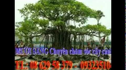 :0932351048.]] dịch vụ cắt cỏ, trồng cây xanh sân vườn quận thủ đức.tphcm