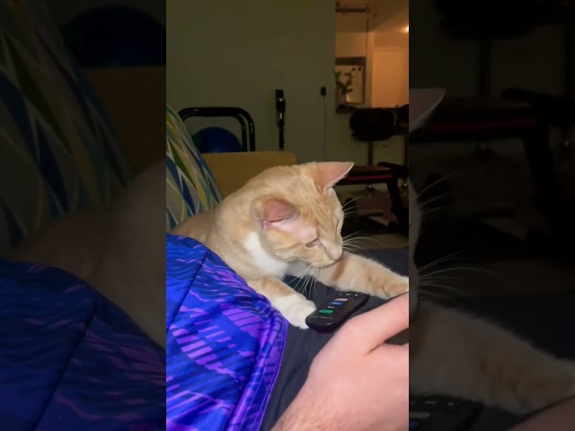 Orange baby cat healing my bf with his magic purrs class=