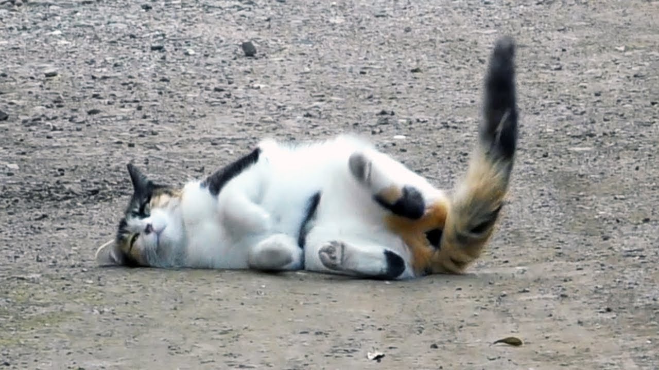 野良猫 ゴロゴロ寝転がる三毛猫ちゃん ニャッホーwww Happy Cat Youtube