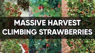 Grow Strawberries Up Not Out The Vertical Method Everyone Loves 