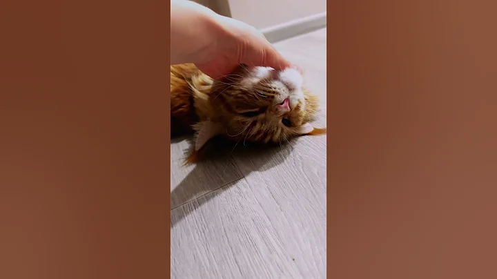 Watch the video about The cutest Maine Coon in the world😍 Purring☺️ If you liked the video, subscribe and put 👍🏻