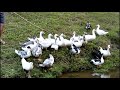 Pato nadando na lagoa do sítio | Coração Campeiro