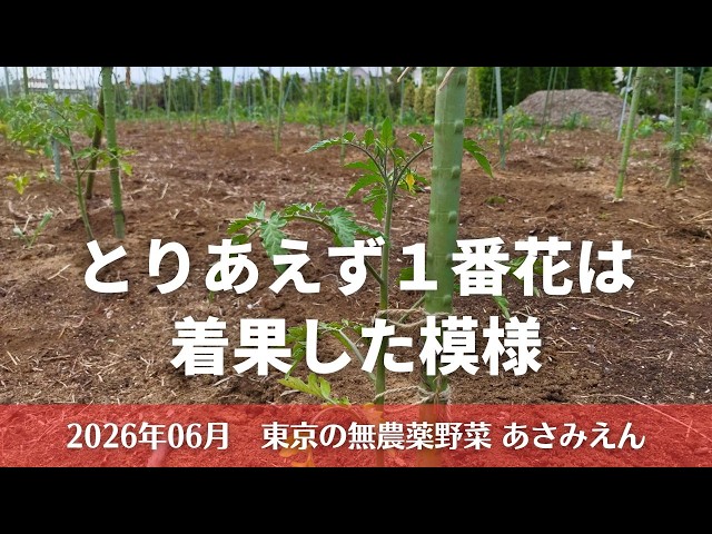 トマト苗の中間観察 2026年6月19日 - YouTube