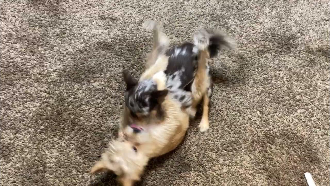 What Happens If A Dog Has Too Much Sugar