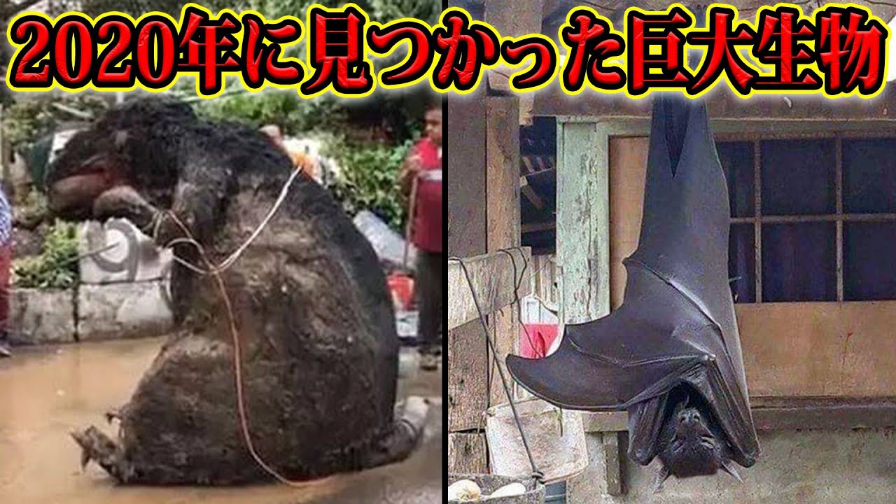 年に発見された巨大生物がヤバすぎる 都市伝説 なんだこれミステリー 心霊 Youtube