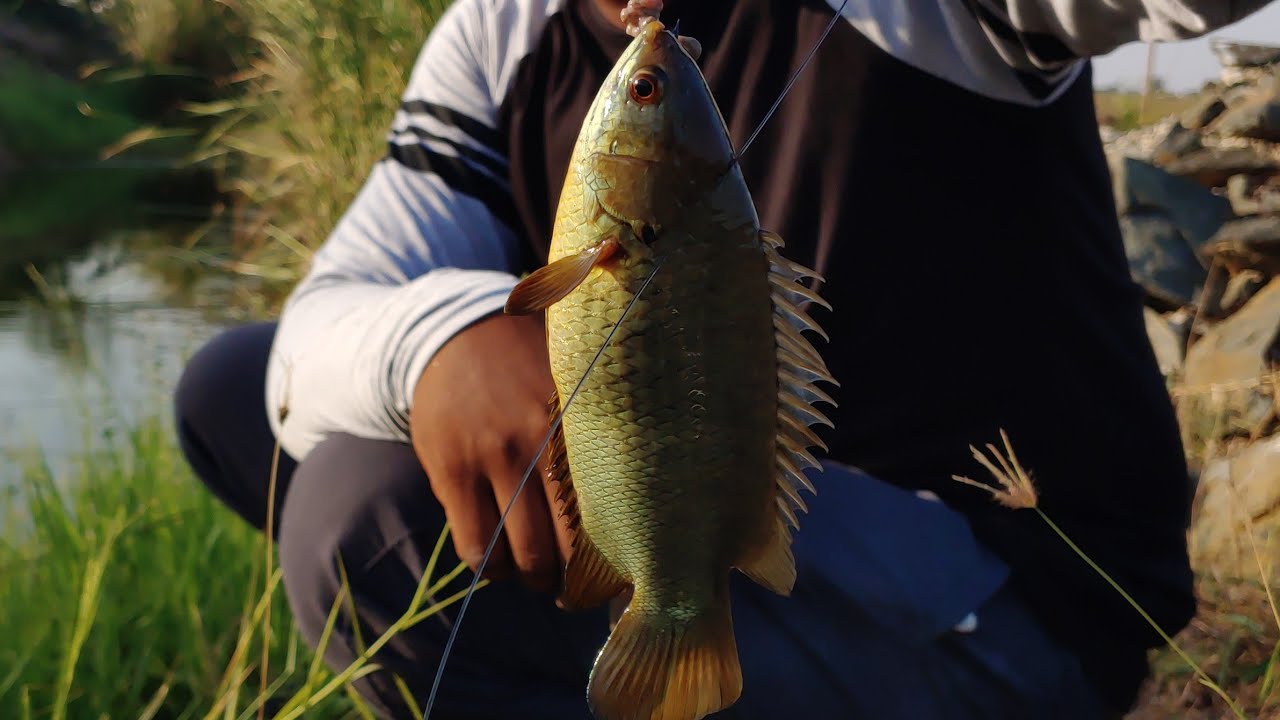 Fish huntingFishing Catfish catch YouTube