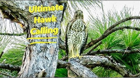 Amazing Sounds of Red Shouldered Hawks Calling