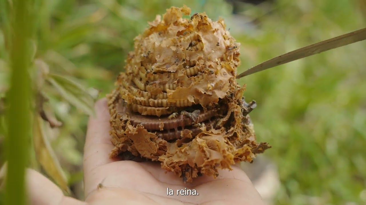 Rescaté una colonia abandonada de abejas 