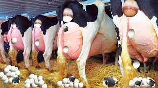 Cow's Eggs Incredible Pretty Girl Extreme Modern Farm #WithMe​ Cow Milk Farming Automatic Milking