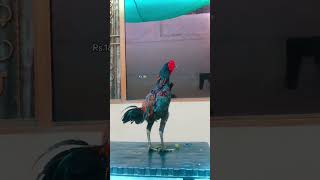 Thai Murga | #aseelmurga #bird | #viral #viralmyshortsvideo #youtubeshorts #ytshorts