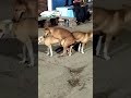 SEX ON ROAD TRIP Dog Fight Funny Shorts
