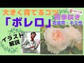 【バラ】四季咲き花壇用（木立性）「ボレロ」を大きく育てるコツ！大苗から3年の成長過程をイラストを使って解説