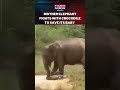 Mother elephant fights off crocodile to save baby goes viral