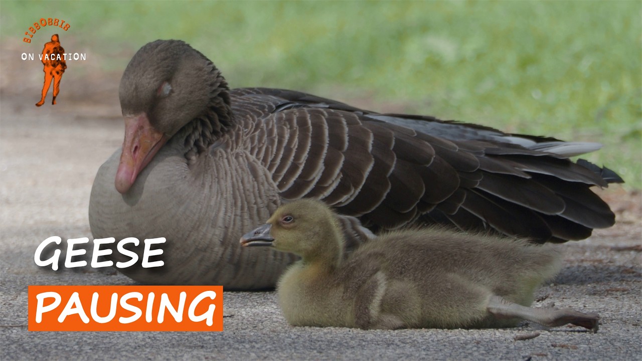 Small Wildlife Moments With Geese And Goslings | BibBobBib