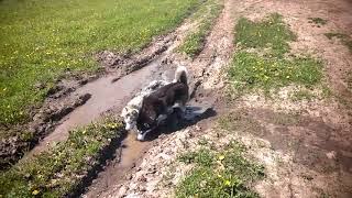 Хаски купаются в грязи|Husky swimming in the mud