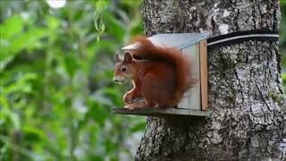 Relaxing Video to Watch | Squirrel | Calming Music Background screenshot 5
