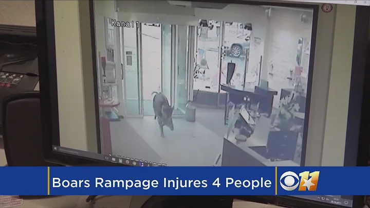 Wild Boar Rampage Injures Four People