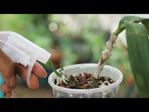 喷3次“它”，再软弱的石斛-蝴蝶兰-兰花也会旺盛起来