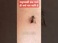 मधुमक्खी डंक मरते ही क्यो मार जाति है #shorts #honeybee #bee #honey #madhumakkhi #knowledge