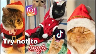 NEW FUNNY AND CUTE CAT COMPILATION - Funny cat videos 2022 by Pet Blade 308 views 2 years ago 6 minutes, 40 seconds