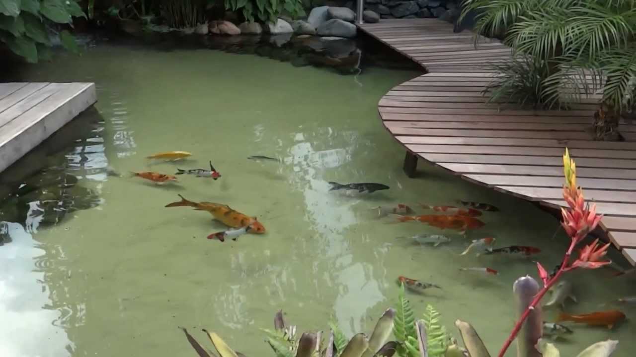 Lá em casa versão 2 youtube Cascata em lago ornamental