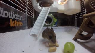 Deermouse Gathering Nuts
