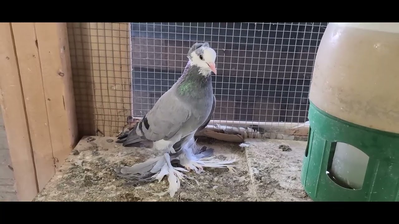 شرح علة جنح الطير وعمرة. 🤔🤔🤔🤔🤔وتنوع ♥🌹🍅❤️‍🔥🌺😡🔥😡