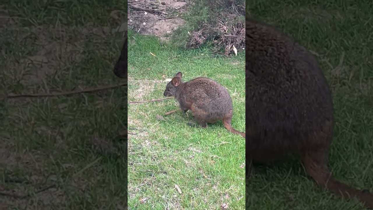 hopping pademelon