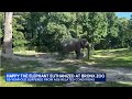 Bronx Zoo elephant Happy euthanized after suffering age-related conditions