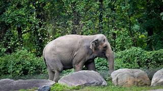 Bronx Zoo elephant Happy euthanized after suffering age-related conditions