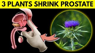 3 Medicinal Plants To Shrink An Enlarged Prostate