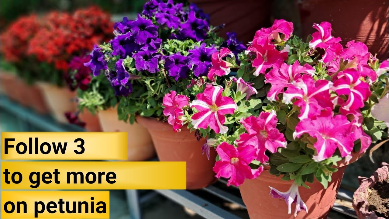 step-by-step guide, How to grow a petunia plant/ 3 tips follow for more flower.
