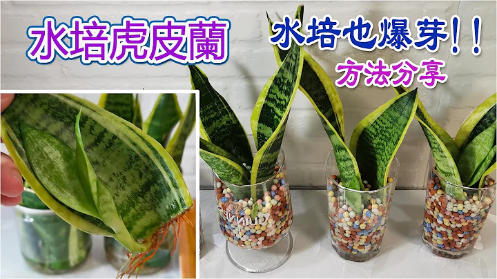 水培虎皮兰~生根、爆芽全分享，60天疗愈生长日记|how to grow snake plant in water💕 - 天天要闻