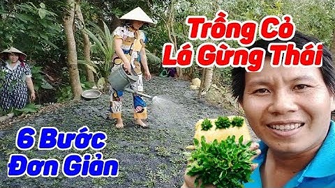 Siêu Thị Cây Cảnh | Cách Trồng Cỏ Lá Gừng Thái | Anh Hoa - Làng Hoa Trăm Tuổi (Vlog 62)