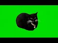 Maxwell the Cat green screen (spin+dance)