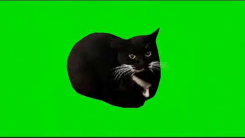 Maxwell the Cat green screen (spin+dance)