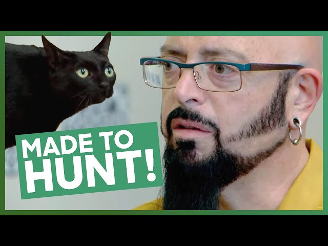 Playful Kitty is a PEE MENACE!! 🫣 | My Cat From Hell | Classic