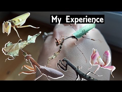 アビソ プレイング・マンティス5’4″ AVISO　PRAYING MANTIS Praying Mantis Insect Facts - A-Z Animals