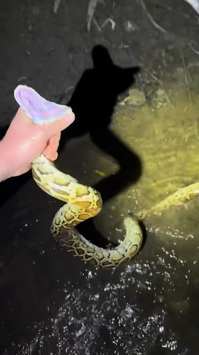 I yoinked a python! #snake#youtube#viral#wildlife#animals#alligator#everglades#crocodile#crazy