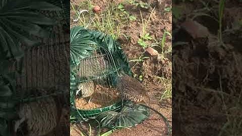 #shorts 👉 Bẩy cút bằng cút mồi của người anh em🐦