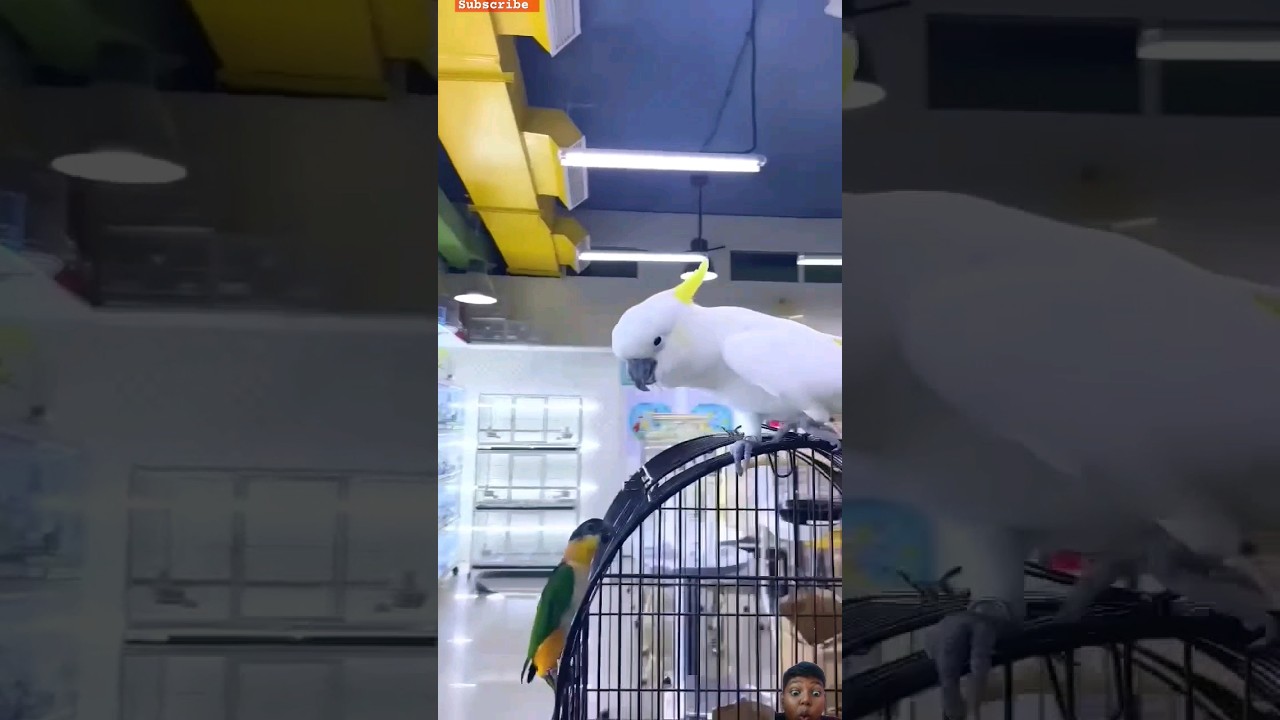 Dubai Pets Shop 