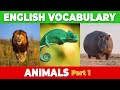 تسلط بر واژگان حیوانات بخش 1 تقویت پایه انگلیسی شما