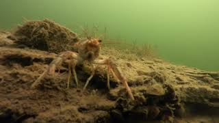 Diving for crayfish | Scuba diving