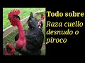 Todo sobre la raza de pollo cuello pelado de Transilvania, piroco o pescuezo pelado como se llaman