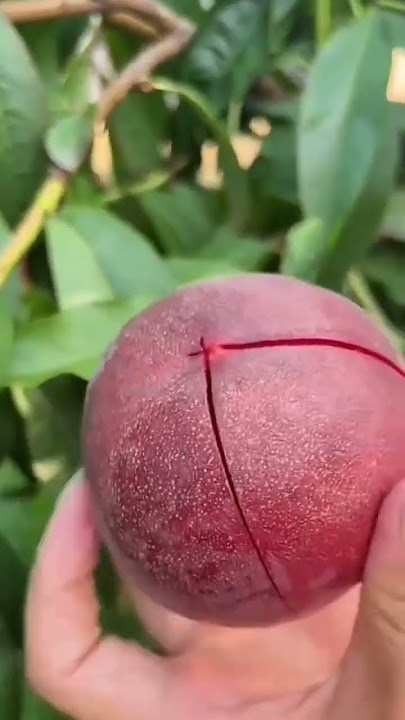 💋Vineyard Peach💋 #fruit #viral #satisfying #red #peach #yummy #wow #delicious #cutting #shorts #fyp